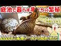 庭池の亀たちの暮らし【2026.5.23】