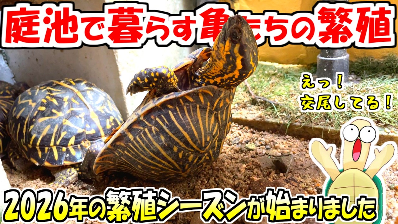 庭池の亀たちの暮らし【2026.5.23】 - YouTube