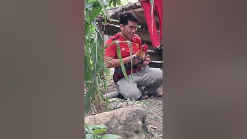 gà rừng mã đỏ đập cánh gáy cực hay. qaib qus ntxuaj ti qua zoo tiag tiag