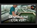 La spiruline, l'or vert