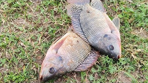 Catching Giant fish To Feed My New Family/Gramathu Meenavan