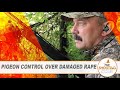 The Shooting Show - Rabbiting with a rimfire and pigeon control over rape