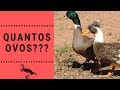 Tentando Recolher Ovos das Marrecas | Gutejando