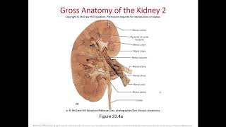 Chapter 23 The Urinary System