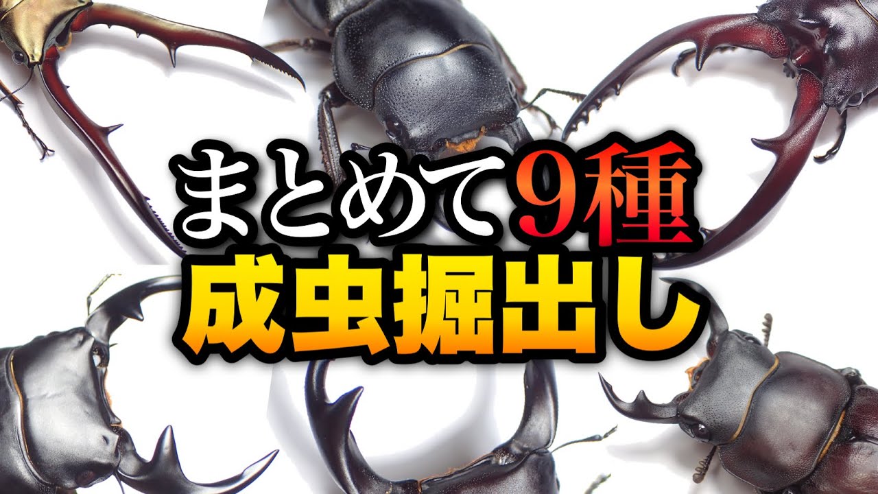 成虫になったクワガタを９種類まとめて掘り出し【クワガタ飼育】