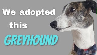 We adopted this Greyhound