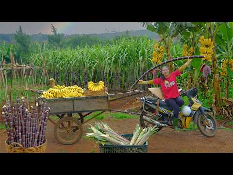 Harvest Sugarcane And Bananas From My Farm Go To The Market To Sell– Daily Life And Cook
