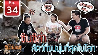 ชินชิลล่า สัตว์ที่ขนนุ่มที่สุดในโลก(softest animal in the world)​-เพื่อนรักสัตว์เอ้ยEP.34