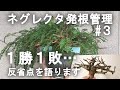 ボスウェリア・ネグレクタ発根管理③ 1勝1敗 反省点を語ります