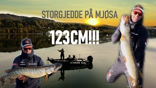 GJEDDEFISKE på Mjøsa - Jakten på STOR HØSTGJEDDE 2.0 // VLOG#28 (123cm!!!)