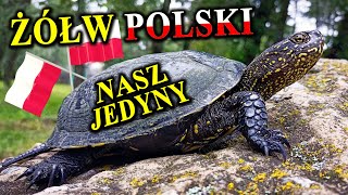 Inwazja ŻÓŁWI BŁOTNYCH w Polsce? 🐢