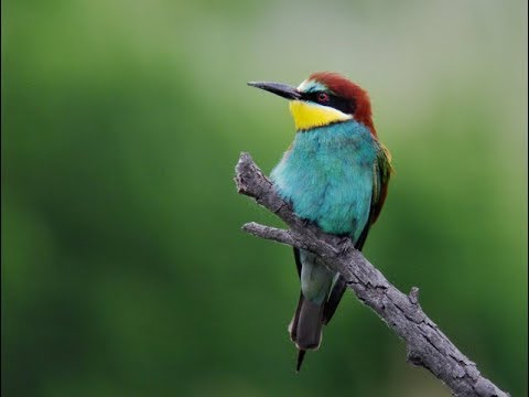 Les couleurs des oiseaux : pourquoi, comment ?