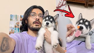 Don’t Buy A Husky Dog (Bath Day  Dog can talk 286 | Husky puppy | Rottweiler | Reviews reloaded