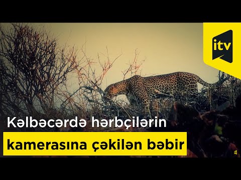 Video: Bəbir gekkonları qışlayır?