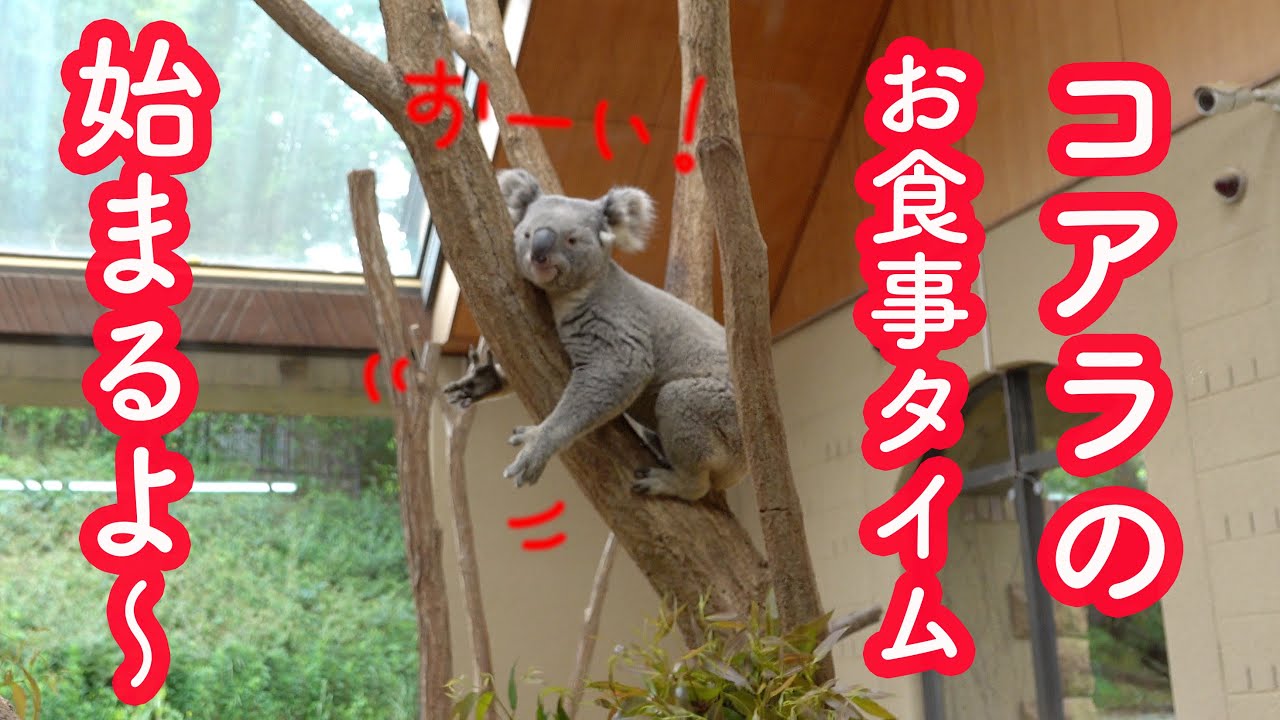 可愛い コアラのお食事タイム Cute Koala Meal Time 神戸市立王子動物園のコアラ Youtube