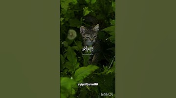 تلاوة خاشعة تريح القلب  #قرآن #تلاوة_خاشعة #المصحف #tilawati354 #اكسبلور