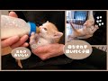 【雄猫が咥えて来た子猫のはるき】ミルクが待ちきれず焦っちゃう子猫