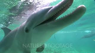 Bottlenose Dolphins (Tursiops Truncatus) Echolocate On The Camera Then Swim Away