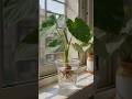🌿 5 Amazing Home Gardening Ideas! 🤯🏡 #shorts