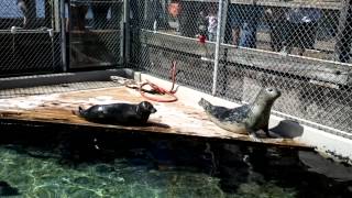 Sunbathing Seals At The Seattle Aquarium