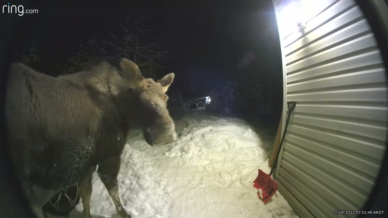 Moose On Ring Camera Ring Camera For Authorized Window