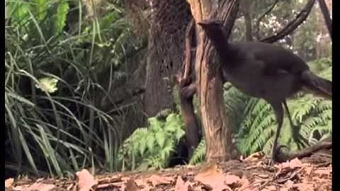 Attenborough  the amazing Lyre Bird sings like a chainsaw! Now in high quality   BBC Earth