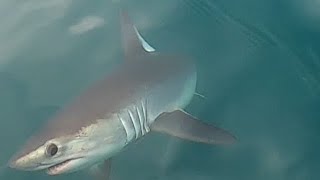 Fish On 2 - Weymouth - Shark Attack & Mixed Fishing screenshot 5