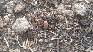 the asparagus is alive #garden #asparagus #spring #counting #sprouts #fun by Sharp Ridge Homestead 61 views 1 month ago 3 minutes, 2 seconds