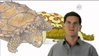 Dinosaur Discoveries Proganochelys