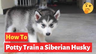 How to easily potty train Siberian Huskies? Easiest potty training method possible