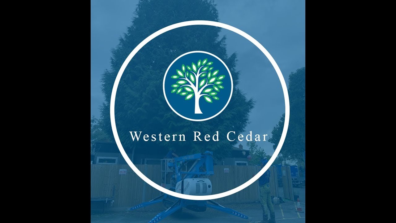 Dismantling a Western Red Cedar - YouTube
