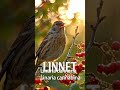Linnet in the Forest #birds #birdsong #forestwhispers