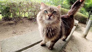 モフられている最中、いきなり狩りに出かける猫