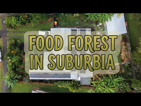 Food forest in suburbia. Nancy’s garden tour. Syntropic vegetable growing.