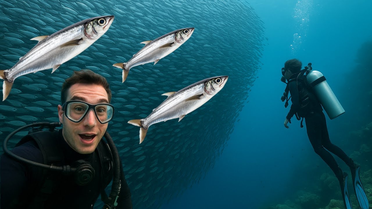 Massive Sardine Run at Napaling Reef Panglao! 🇵🇭