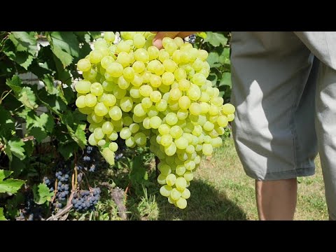 Собираем виноград, завешиваем