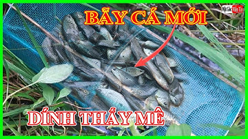 Bẫy Cá Sặc Bằng Lờ Mới, TRÚNG Ổ CÁ Dính Thấy Mê / Một Góc Miền Tây vlogs