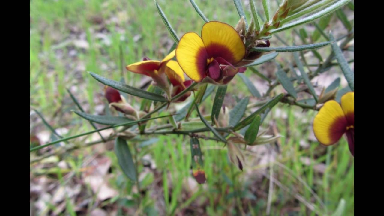 Wildflowers at Golf Course, Donnybrook, Western Australia YouTube