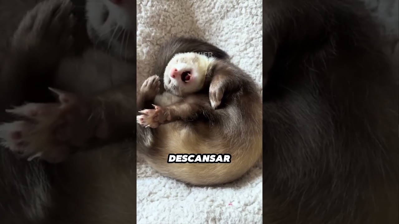 Los Hurones Son Los Ladrones Más Adorables