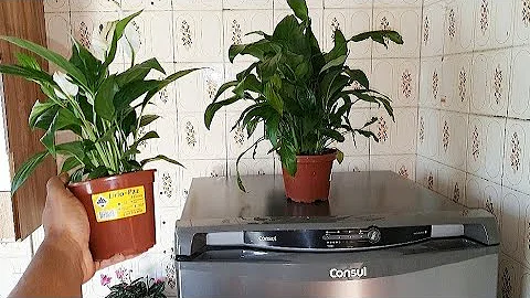 Pode colocar coisa em cima da geladeira?