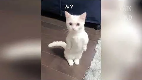 Video 11671941: pet lover, cute cats best funny