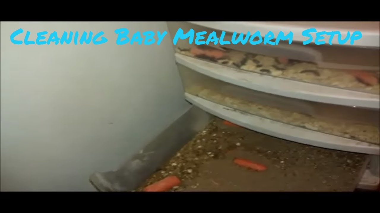 Cleaning baby mealworm container (Updated Videos In Description) YouTube