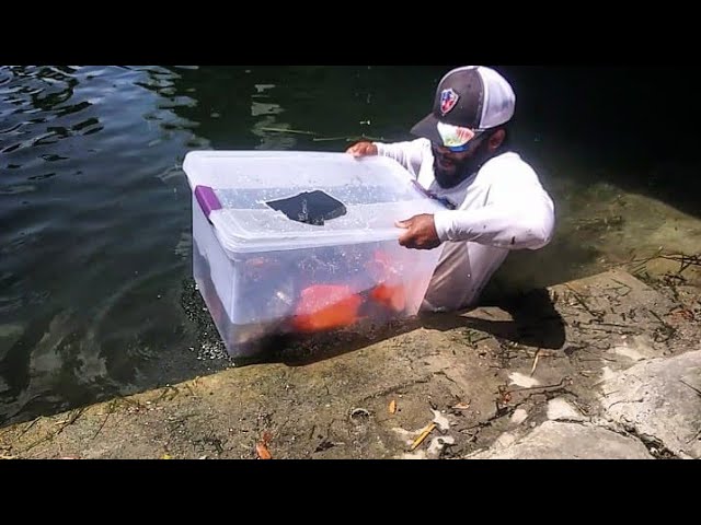 Homemade Plastic Bin FISH TRAP! DIY Fishing 