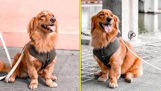 Top 5 RARE DOG BREEDS. This is what happens when you cross a Dachshund and a Golden Retriever!