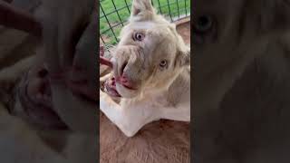 Trying To Open A Lion Mouth