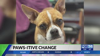 Kentucky organizations is teaching inmates and dogs