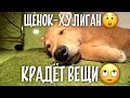 Щенок-воришка! Пойман на месте преступления!