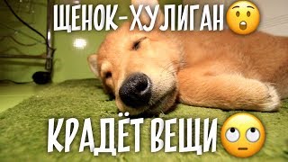 Щенок-воришка! Пойман на месте преступления! Щенок-воришка! Пойман на месте преступления!
