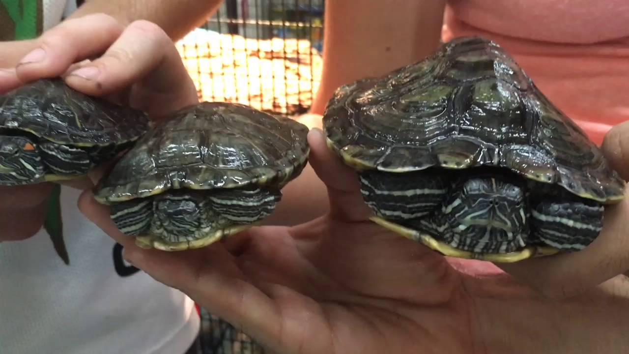 Red Eared Slider Drop Offs - YouTube