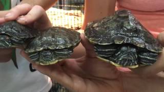 Red Eared Slider Drop Offs